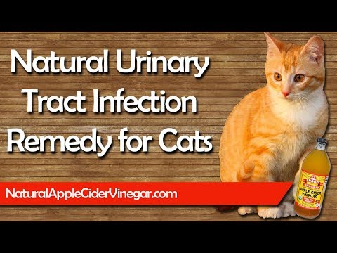 Apple Cider Vinegar Remedy for Cat Urinary Tract Infections (UTI)