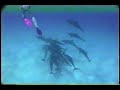 Swim With Wild Dolphins 1991