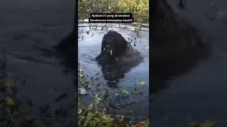 Download lagu Ngeri ‼️ penampakan Genderuwo asli di danau#shorts mp3