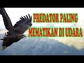 predator paling mematikan di udara