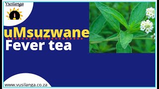 uMsuzwane: Lemon bush/Fever tea...