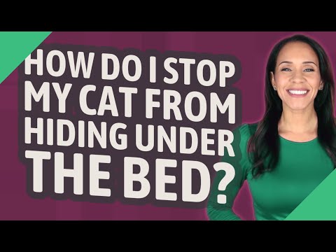 How do I stop my cat from hiding under the bed?