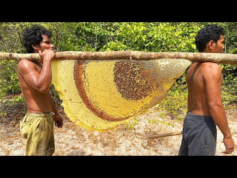 Primitive Technology: Harvest Beehive and Honey by Brave Bushmen