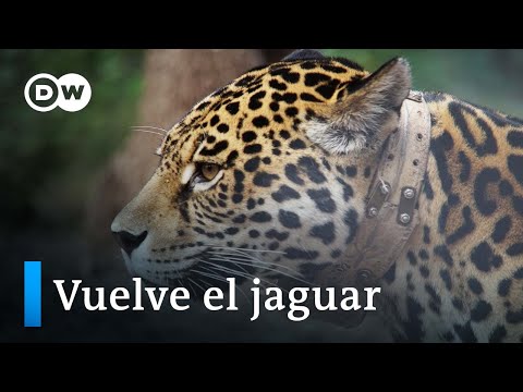 El yaguareté se abre paso en El Impenetrable