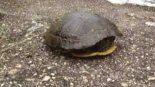 preview picture of video 'red eared slider turtle field herping trion ga'