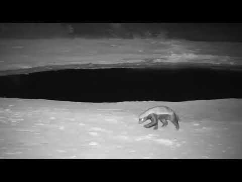 Djuma: Honey Badger and Hippo - 21:48 - 10/29/19