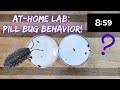 At-Home Lab: Roly Poly Behavior [Isopod Lab Setup, Observations, and Inquiry]