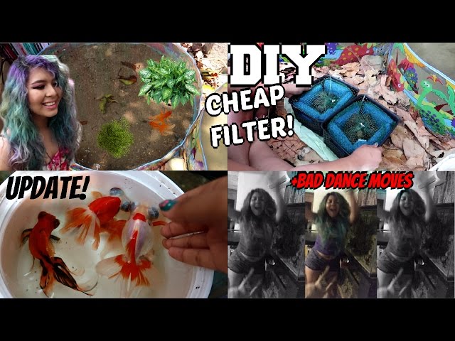 HOW TO: SETTING UP KIDDIE POOLS FOR MY GOLDFISH! +GOLDFISH UPDATE