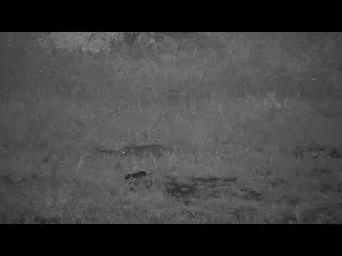 Djuma: Genet on the prowl - 03:47 - 01/03/21