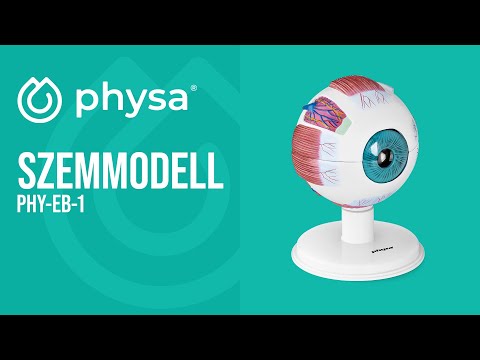 Videó - Szemmodell - 6:1