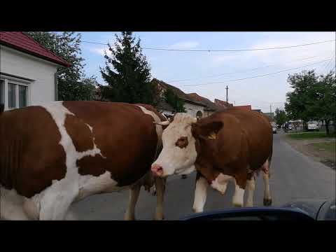 TRANSYLVANIA 1 - COW / VACA