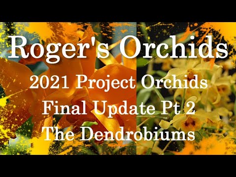 2021 Project Orchids - Final Update Pt 2, The Dendrobiums