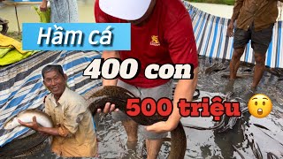 Hầm cá chình 1 tấn 100kg chấn động | Báo giá cá ngày 25/7