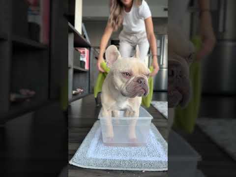 Itchy Dog and Paw Remedy - 1/4 cup Epsom Salt (Unscented) and 1 L water #dogsofyoutube