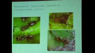 Seminario di Entomologia: Formiche (Arbus, 14/04/2012)