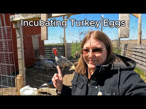 How to Incubate Turkey Eggs