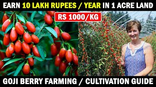 Goji berry Farming / Goji berries Cultivation