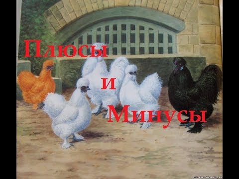 , title : 'Китайские шелковые плюсы и минусы  породы'