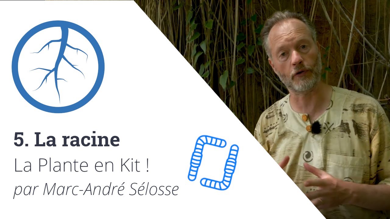 La Plante en Kit ! Ep5 - La racine, avec Marc-André Sélosse