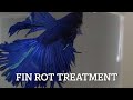 Betta Fish Fin Rot Aquarium Salt