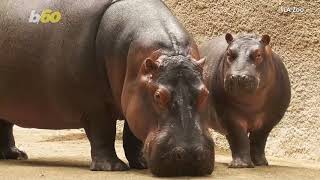 Police Investigating After A Man Sneaks Up And Spanks A Hippo At LA Zoo
