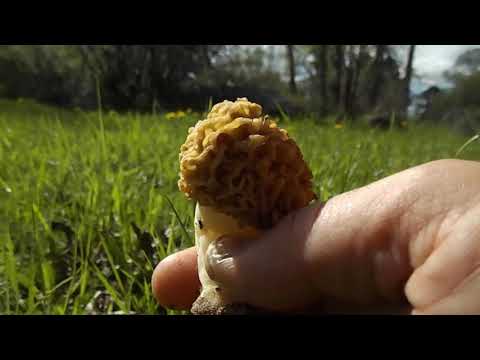 Morel foraging on public land in Wyoming