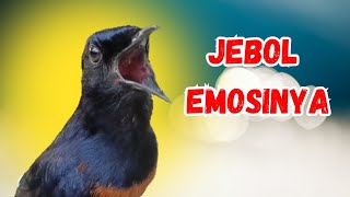 Download lagu BIKIN JEBOL EMOSI‼️PANCINGAN MURAI BATU GACOR DALAM HITUNGAN DETIK MURAI APAPUN LANGSUNG IKUT BUNYI mp3