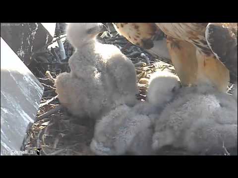 CornellRTHA Cam  'BR Becomes A 'Shady Lady'!   4:45 pm   _5.13.14_