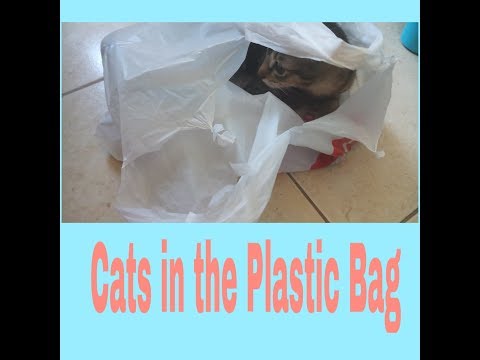 Why do Cats like Plastic Bag?