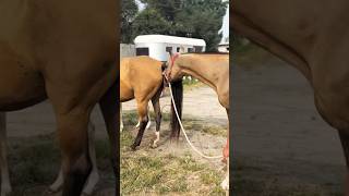 Download lagu Horse Breeding , Horse Matting #horse #veternarian #veterinarypractice mp3