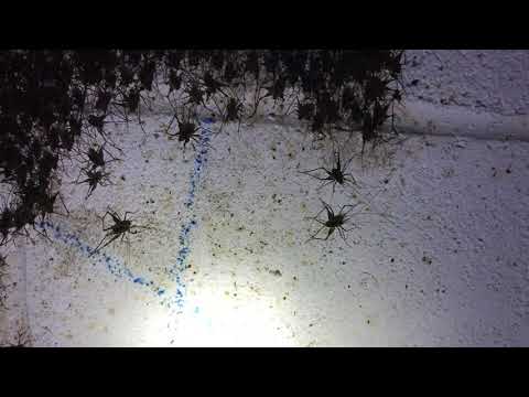 Cave Crickets Get Cold Too in Neptune, NJ