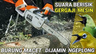 Download lagu TERAPI BURUNG MACET √ SUARA GERGAJI MESIN √ Burung Macet & MH Pasti langsung GACOR #chainsawnoise mp3