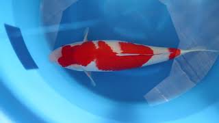 video van Kohaku KO-V24-10117