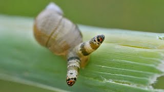 This Mind| Controlling Parasite Turns Snails Suicidal