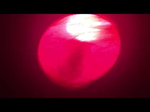 JoelAlva13 x Lilio - GOLDENTRASH (prod. por Tokio Kid) (video)