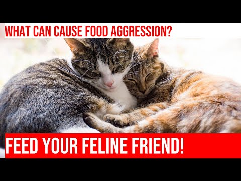 How to Stop Food Aggression in Cats