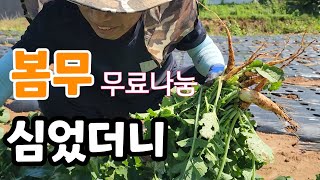 봄무 심었더니! 이걸 다 준다고?