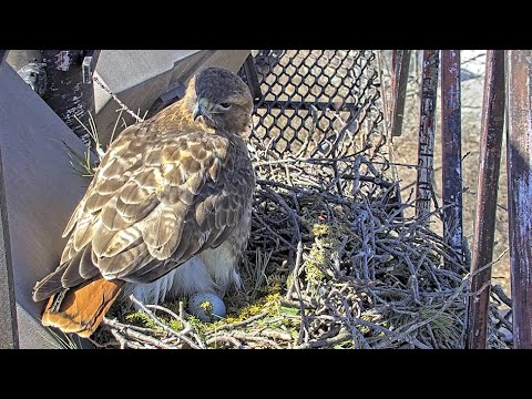 Big Red Lays First Egg! 2025 Breeding Season Begins At Cornell Hawks Nest – March 27, 2025