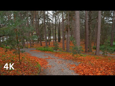 Relaxing Walk in Rain,Late Autumn Rain walk, (Rain sounds for Sleep ASMR  4K HDR)