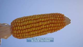 Colheita de Milho - Safra 2021