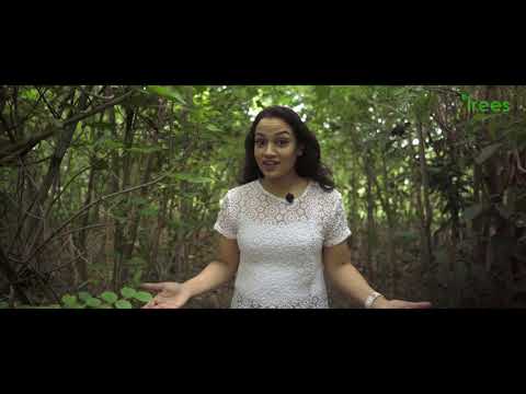 Growth of a Miyawaki Forest in a city