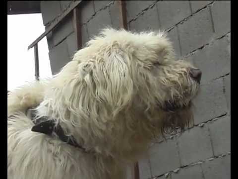 MrCiobanesc  CEL MAI RAU CAINE MIORITIC  DIN ROMANIA