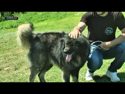 - BRAĆA ANĐELIĆ IZ LEDENICA KOD KRUPE GAJE PSE ŠARPLANINCE/ Sharplaninac dog