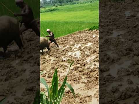 #reelskids #reelshutter...Created by Inflact Hashtags  #trending #youtubeshorts