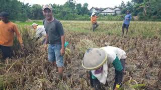 Download lagu ULAR BESAR ‼️ gemparkan warga panen padi desa Purworejo,Ngiwen, Nguntoronadi. mp3