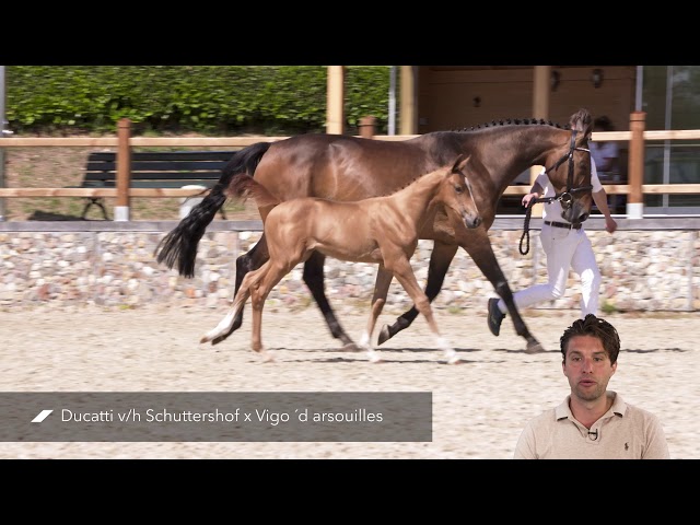Diva RV Z (Ducatti v/h Schuttershof x Vigo ´d Arsouilles)
