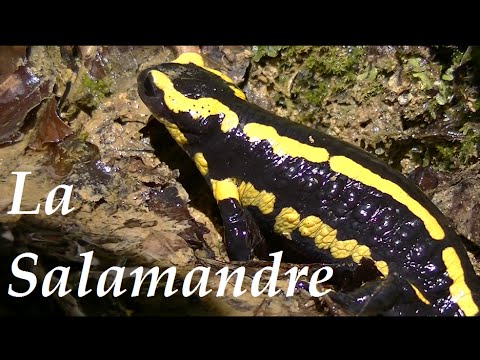 Les Salamandres de la Cascade.