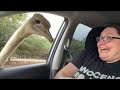 The FUNNIEST Animal Videos of 2023! 🤣 | BEST Compilation