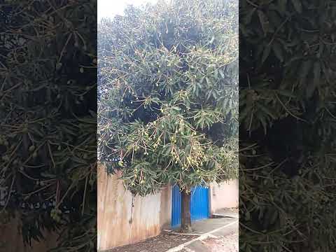 #natureza #pe de manga flores e frutas #vidanaroçaeassim
