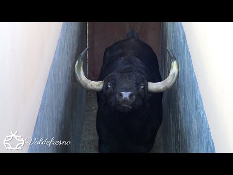 Apartado y Embarque de los Toros Bravos para Aire sur l’Adour Francia 2021